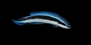 Electric Indigo Dottyback