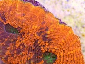 Orange Juice Chalice