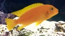 Electric Yellow Cichlid