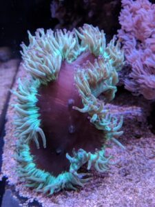 Bulletproof Elegance