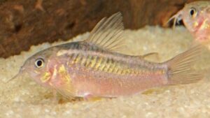 Elegans Cory Cat