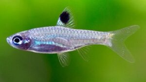 Emerald Eye Rasbora