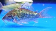 Emerald Green Cory Cat