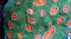 Emerald Mummy Eye Mycedium