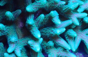 Emerald Spire Birdsnest Seriatopora