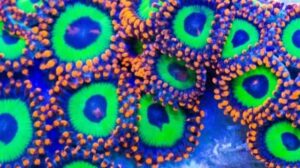 Emeralds on Fire Zoas