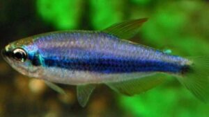 Emperor Tetra