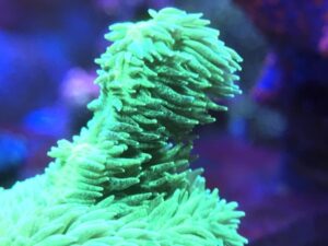 Encrusting Horn Coral