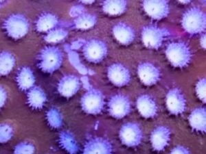 Energizer Cyphastrea