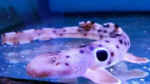 Epaulette Shark