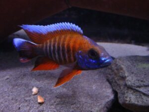 Red Peacock Cichlid
