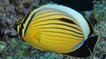 Exquisite Butterflyfish