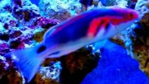 Exquisite Fairy Wrasse