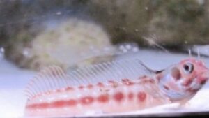 Eyebrow Barnacle Blenny