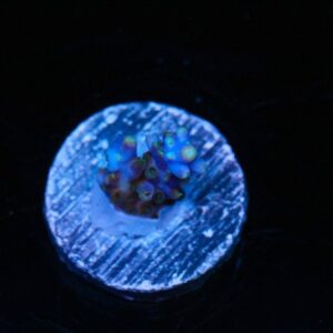 Bali Tri Color Acropora