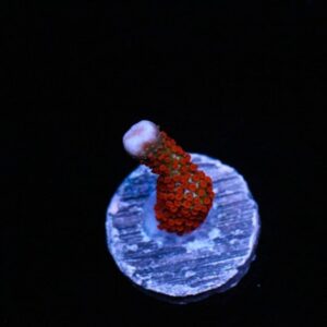 Blazed UP Digi Montipora