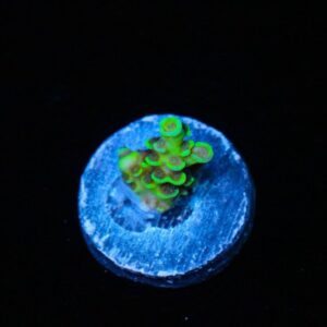 Canary Killer Tenuis