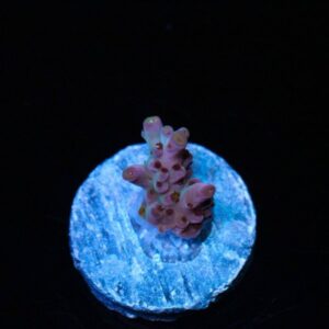 Chitty Chitty Bang Bang