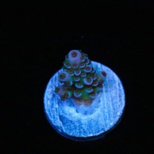 Dark Knight Acropora Tenuis