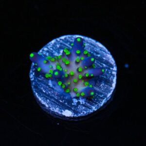 Dark Side of the Moon Acropora