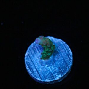 Dingle Berry Acropora