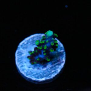 Electrolight Acropora