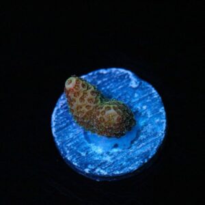 Electromagnetic Mille Acropora