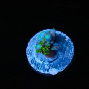 Equilibrium Acropora