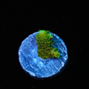 Fire Hazard Acropora