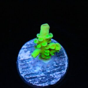 Freak of Nature Acropora