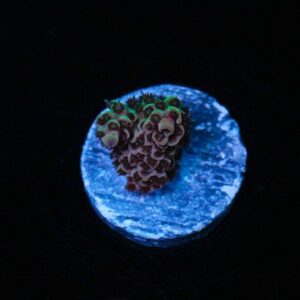 Golden Halo Acropora