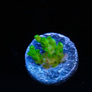 Green Thing Acropora