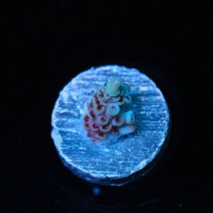 Hanky Panky Acropora