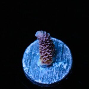 Hell Raiser Acropora