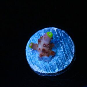 Hell on Earth Acropora