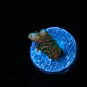 Hotzone Mille Acropora