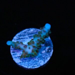 Ice Crusher Acropora