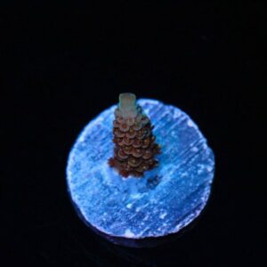 Icy Hot Mille Acropora