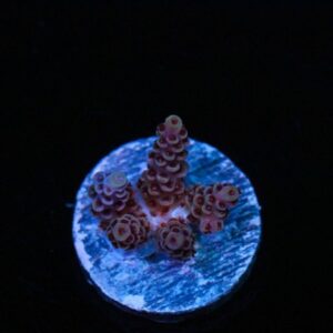 Kryptonic Acropora