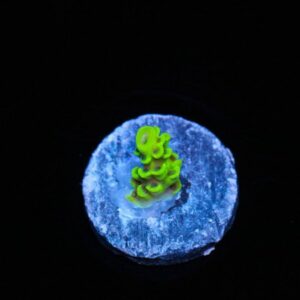 Lemon Head Tenuis Acropora