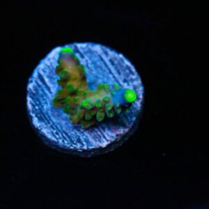Light Bright Acropora
