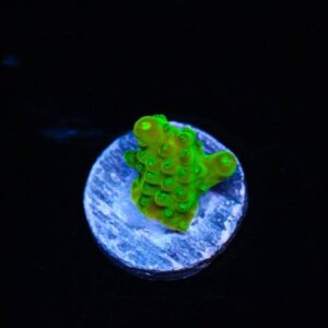 Lizard Licker Acropora