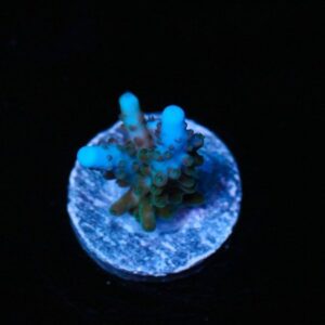 Mumbo Jumbo Acropora