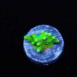 Nuclear Waste Acropora