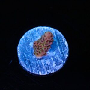 Orange Sherbert Acropora