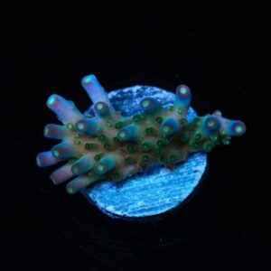 Pill Pusher Acropora