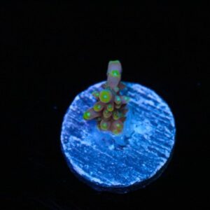 Pink A Delic Acropora