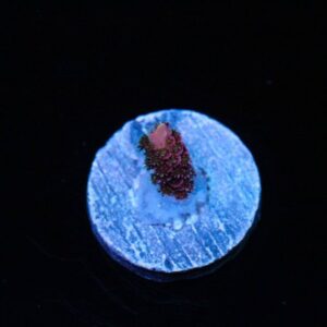 Pink Mist Mille Acropora