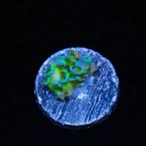 Pink Smurf Tenuis Acropora