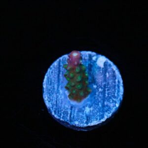 Purple Power Acropora